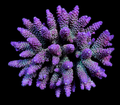 Acropora spp